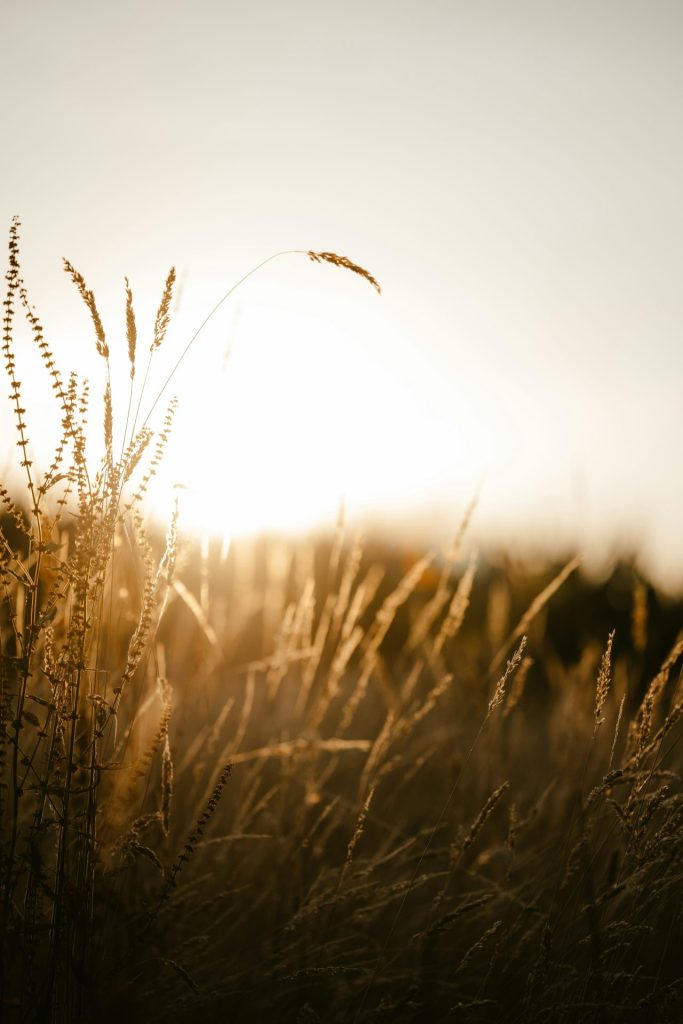 Wheat fields of the agricultural Gaza Envelope region in southern Israel