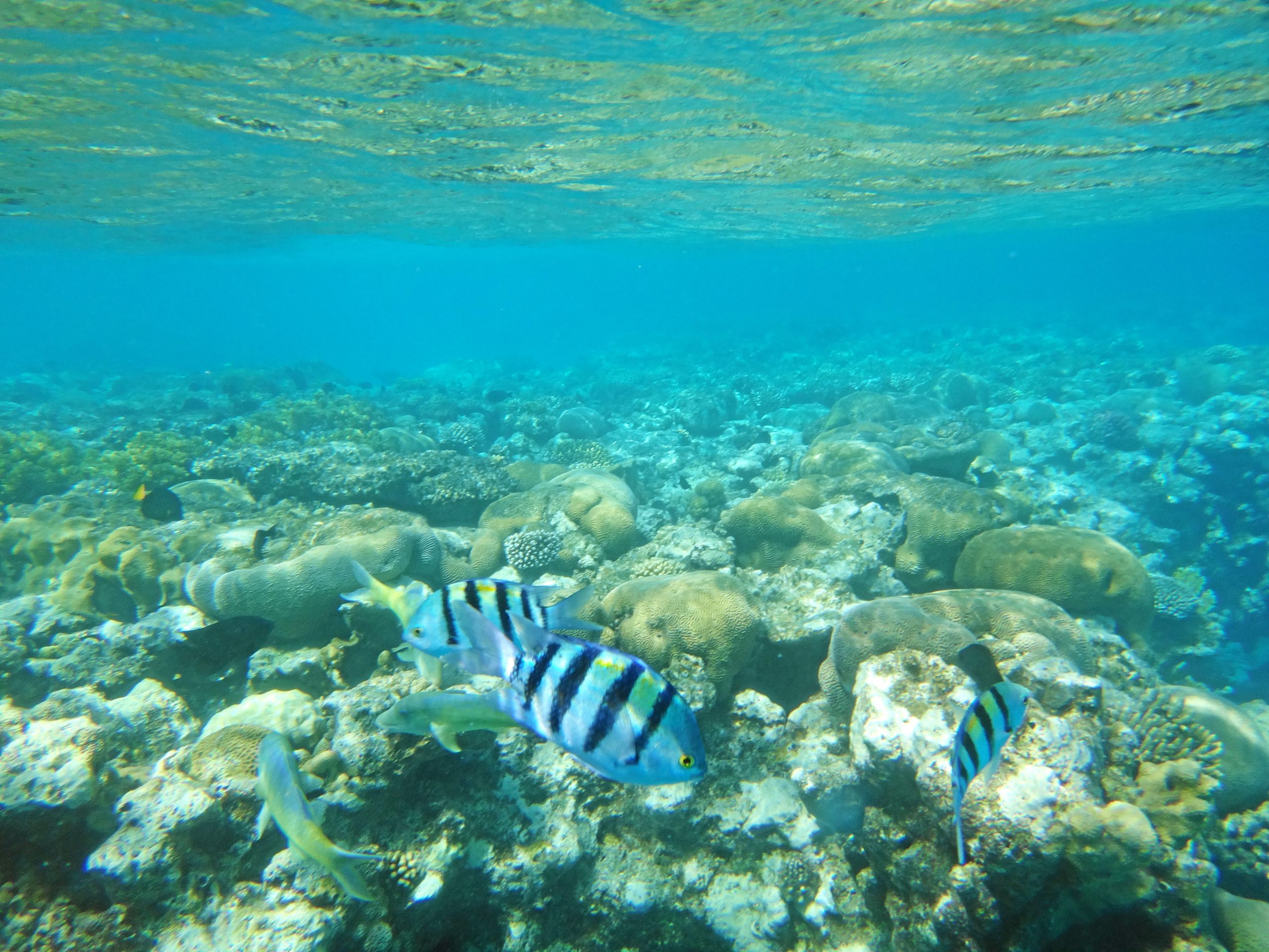 Snorkelers above the coral reef at the Coral Beach Nature Reserve in Eilat