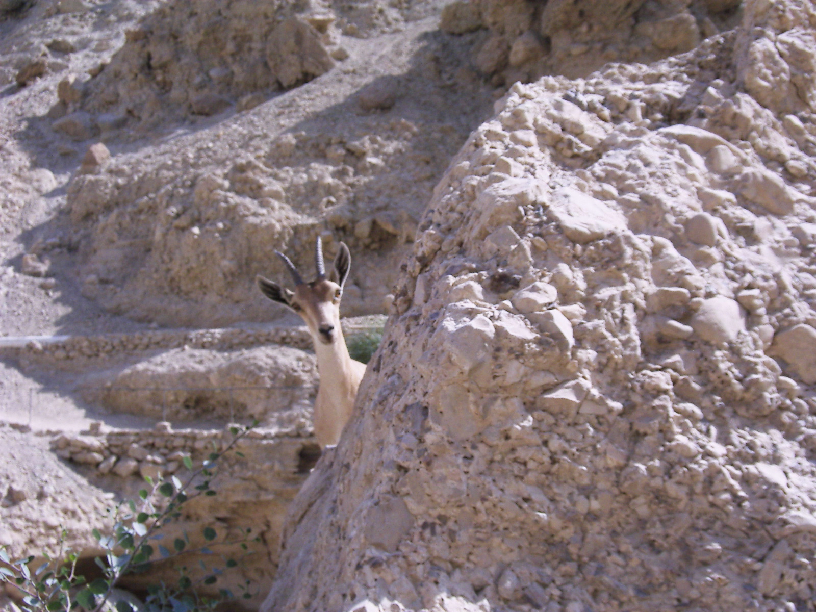 A Nubian ibex on the cliffs at the Ein Gedi nature reserve