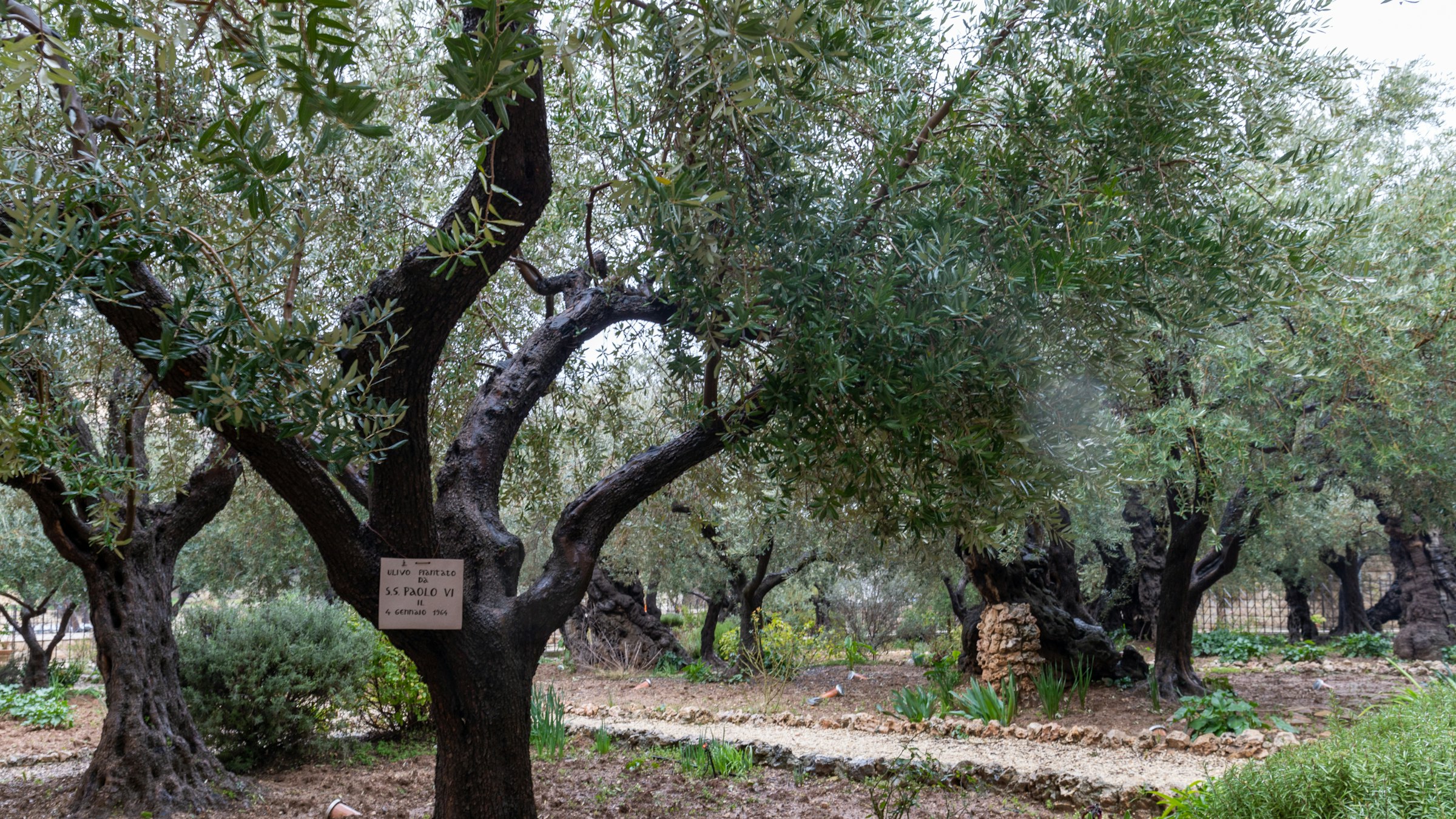 Ancient olive trees in the Garden of Gethsemane in Jerusalem