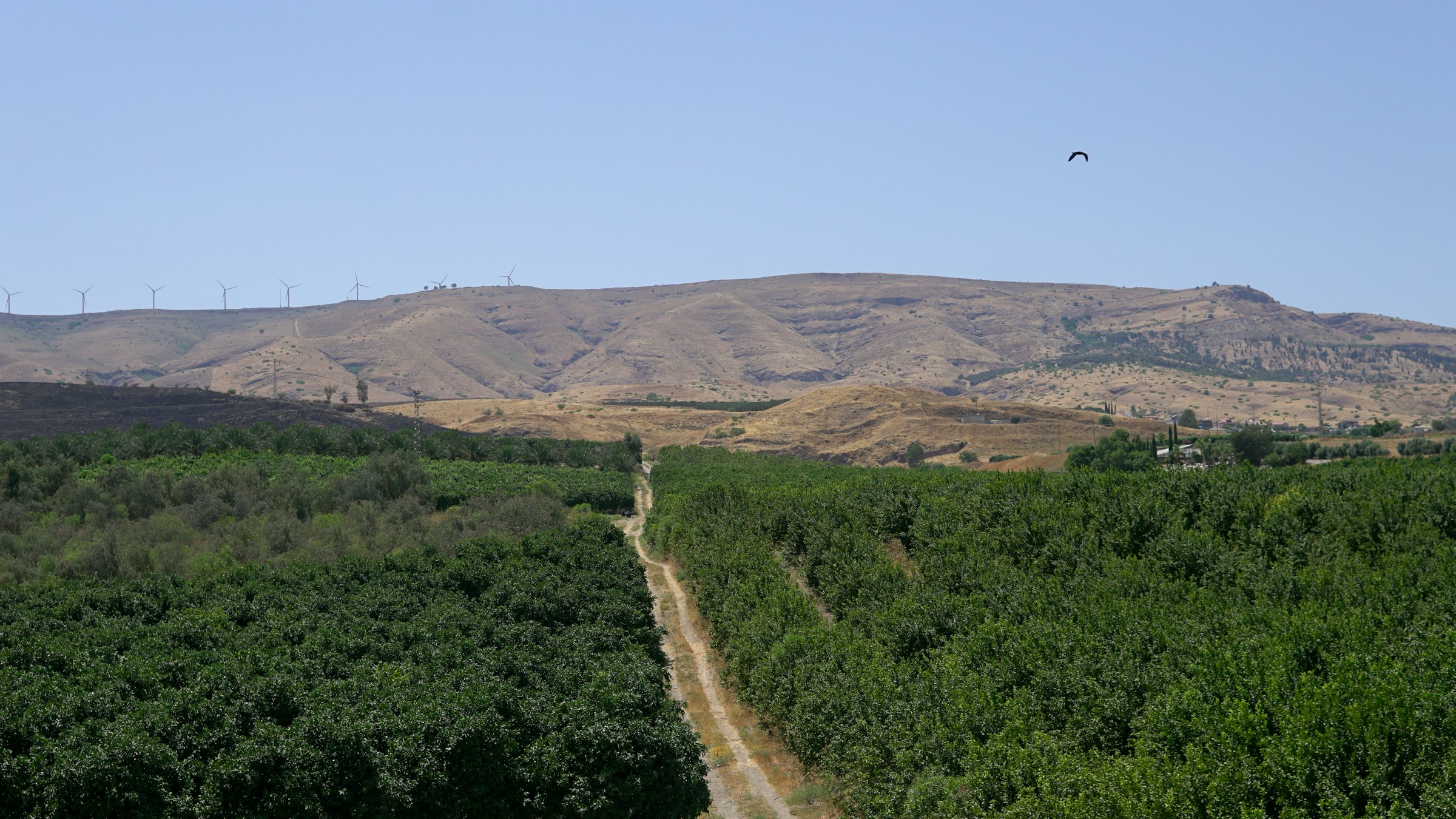 Green trees and hills of the Lower Galilee landscape around Mount Tabor