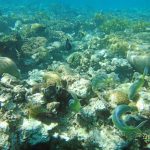 Red Sea Eilat coral beach nature reserve with clear blue water