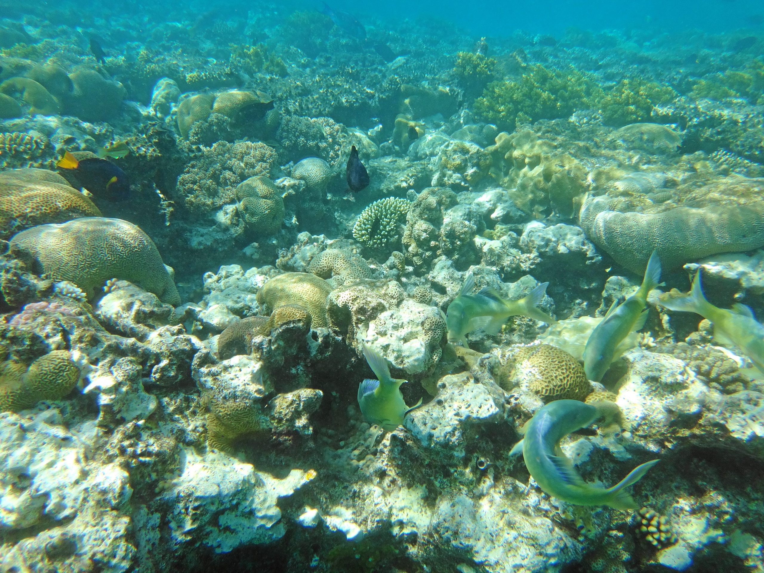 Red Sea Eilat coral beach nature reserve with clear blue water