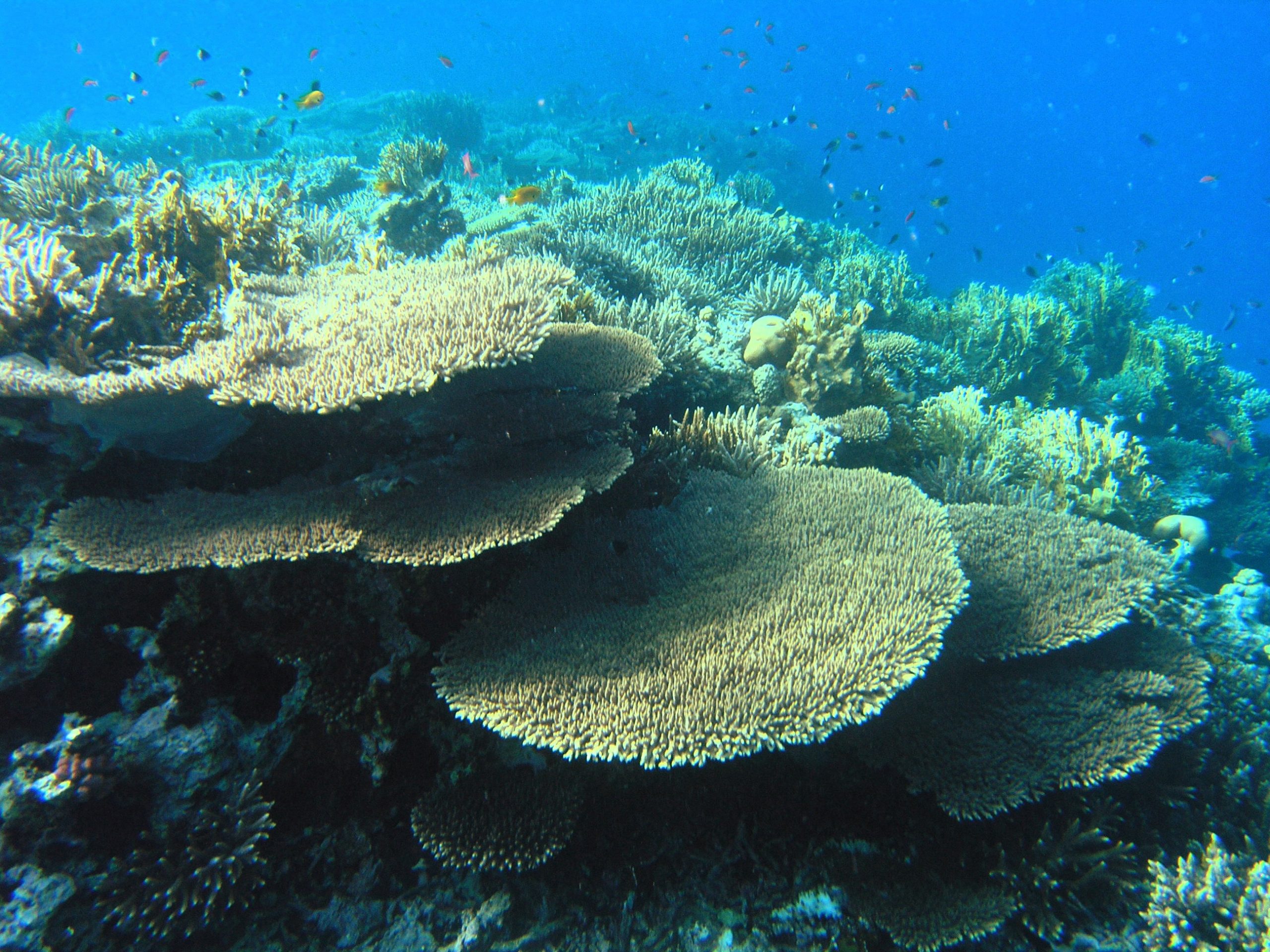 Colourful coral reef underwater in the Red Sea at Eilat