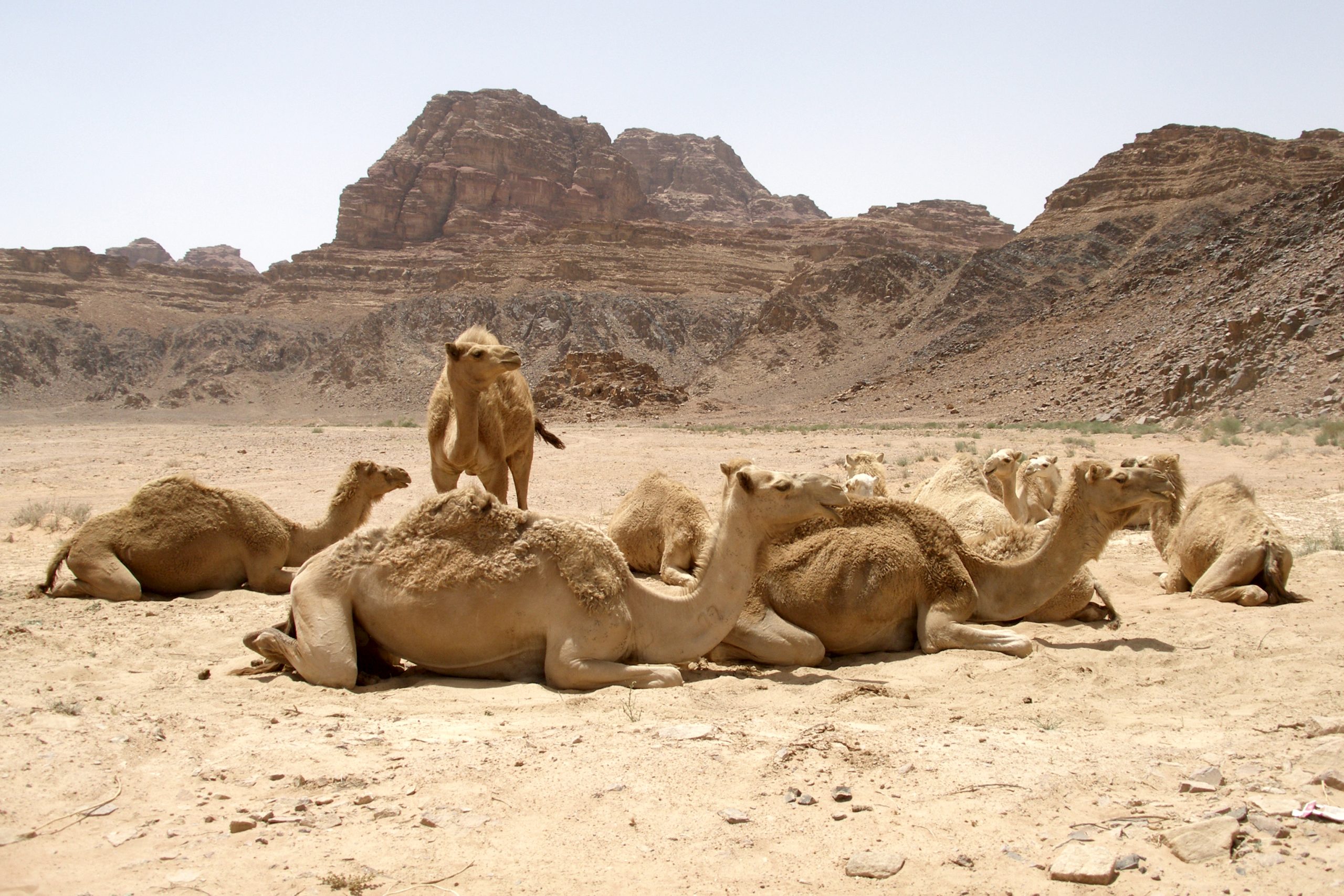 Camels resting in the Wadi Rum desert with red cliffs behind